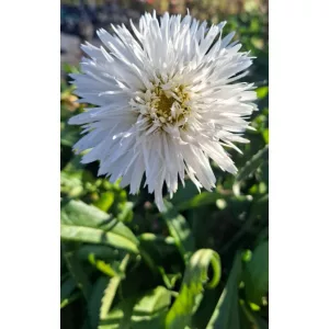 Leucanthemum superbum Sante - Margaréta