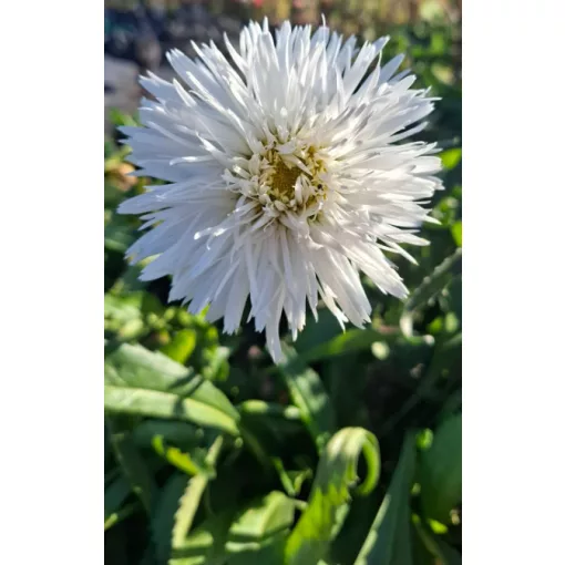 Leucanthemum superbum Sante - Margaréta