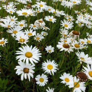 Leucanthemum superbum Silberprinzessche - Margaréta