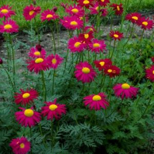 Leucanthemum coccineum Robinsons Rubra - Színes margaréta