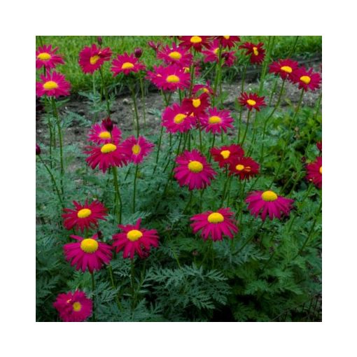 Leucanthemum coccineum Robinsons Rubra - Színes margaréta