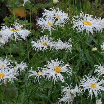 Margaréta (Leucanthemum)