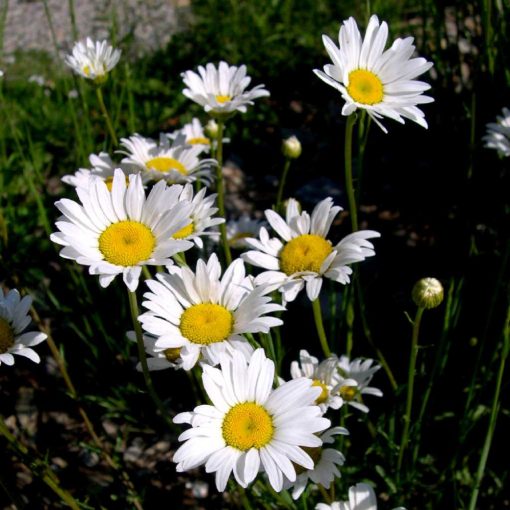 Leucanthemum vulgare - Réti margitvirág