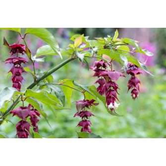 Himalájai dudváslonc (Leycesteria)