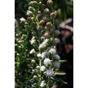 Liatris scariosa Alba - Díszcsorba