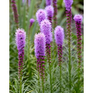 Liatris spicata - Díszcsorba