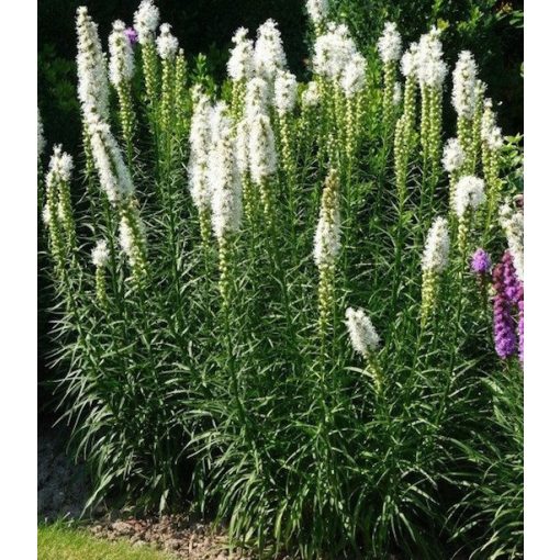 Liatris spicata Alba - Díszcsorba