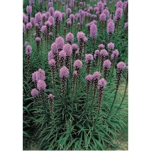 Liatris spicata Floristan Violett - Díszcsorba