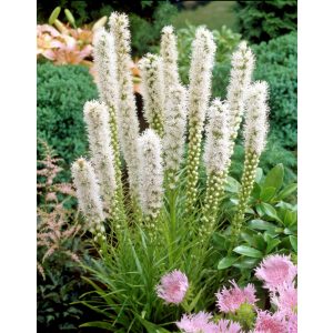 Liatris spicata Floristan Weiss - Díszcsorba