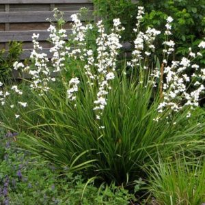 Libertia grandiflora - Új-zélandi szaténvirág
