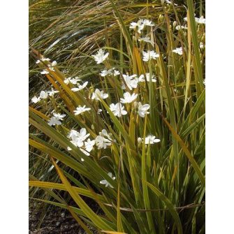 Szaténvirág (Libertia)