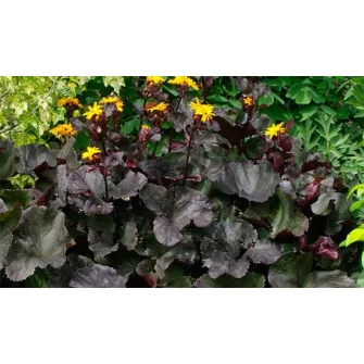 Hamuvirág (Ligularia)