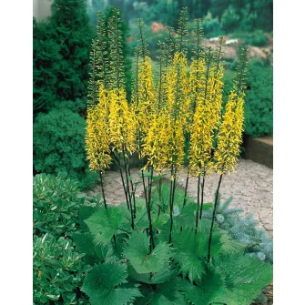 Hamuvirág (Ligularia)