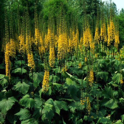 Ligularia stenocephala The Rocket - Hamuvirág