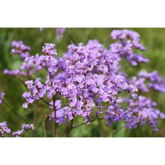 Sóvirág (Limonium)