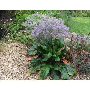 Limonium latifolium - Széleslevelű sóvirág