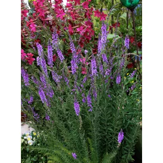 Gyújtoványfű (Linaria)
