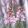 Linaria purpurea Canon J. West - Gyújtoványfű