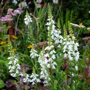 Linaria purpurea Springside White - Gyújtoványfű