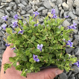 Hamis tikszem (Lindernia)