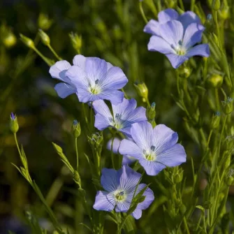 Len (Linum)