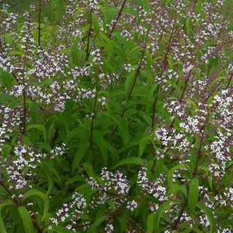 Citromverbéna (Lippia)