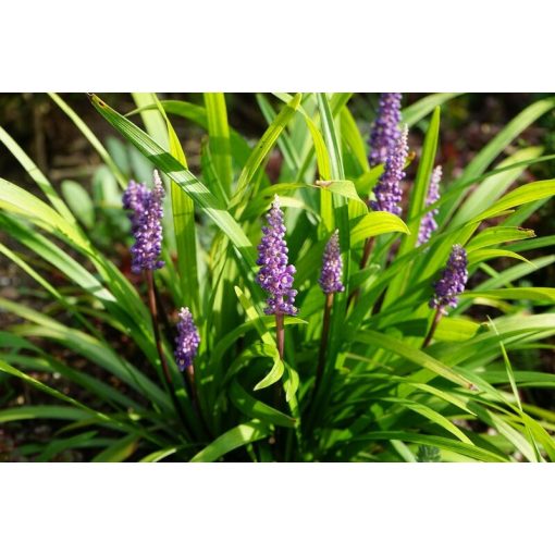 Liriope muscari - Gyöngyikés gyepliliom