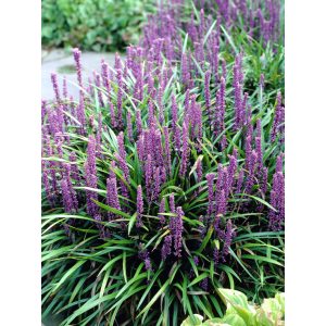 Liriope muscari Lilac wonder - Gyöngyikés gyepliliom