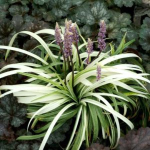 Liriope muscari Okina - Gyöngyikés gyepliliom