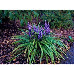 Liriope muscari Purple Passion - Gyöngyikés gyepliliom