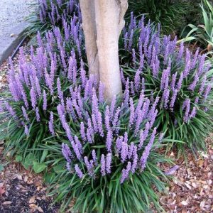 Liriope muscari Royal Purple - Gyöngyikés gyepliliom