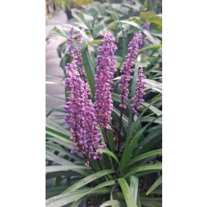 Liriope muscari Royal Purple - Gyöngyikés gyepliliom