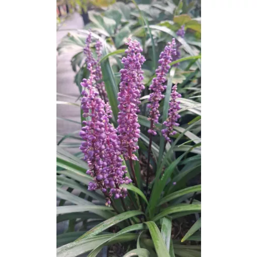 Liriope muscari Royal Purple - Gyöngyikés gyepliliom