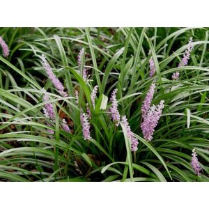 Liriope muscari Samantha - Gyöngyikés gyepliliom