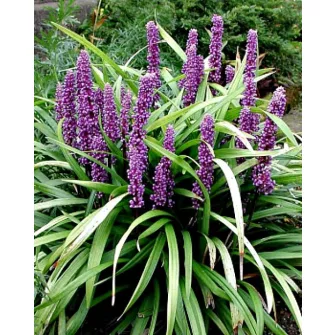 Gyöngyikés gyepliliom (Liriope)