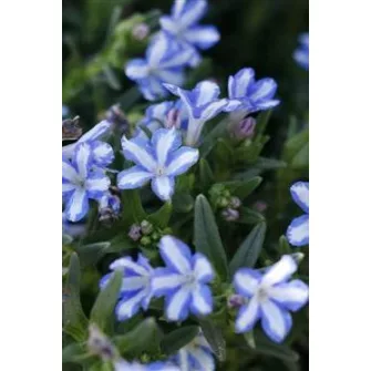 Kőmagcserje (Lithodora)