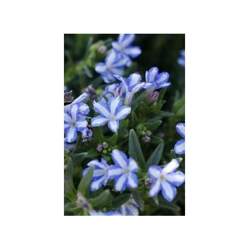 Lithodora diffusa Cambridge Blue - Kőmagcserje
