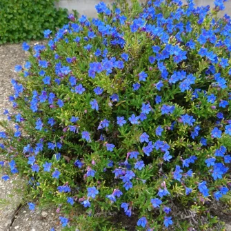 Kőmagcserje (Lithodora)