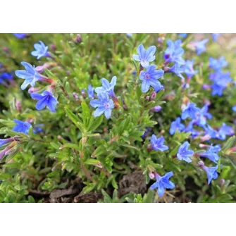 Kőmagcserje (Lithodora)