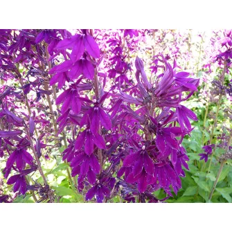 Lobélia (Lobelia)