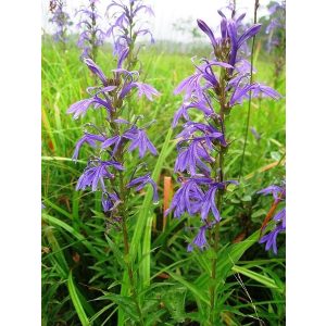 Lobelia sessilifolia - Lobélia