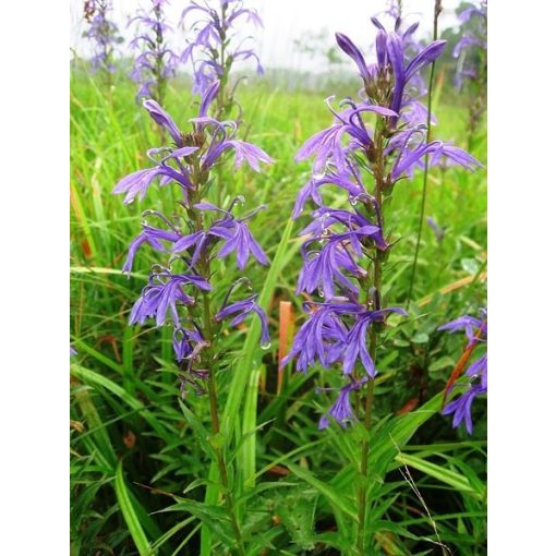 Lobelia sessilifolia - Lobélia