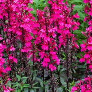 Lobelia speciosa Fanship Deep Rose - Pompás lobélia