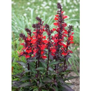 Lobelia speciosa Starship Scarlet - Pompás lobélia