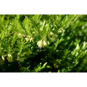 Lonicera pileata - Törpe lonc