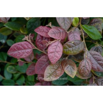 Rojtosvirág (Loropetalum)