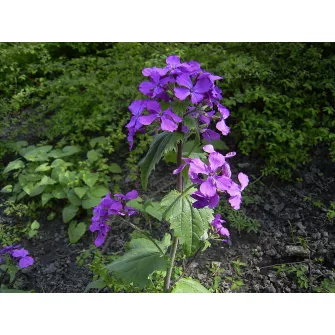 Holdviola (Lunaria)