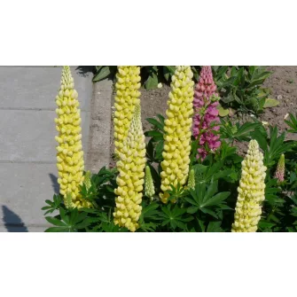 Csillagfürt (Lupinus)
