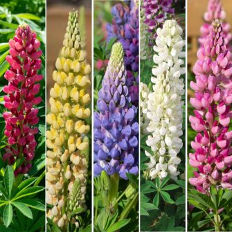 Csillagfürt (Lupinus)