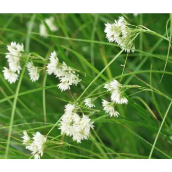 Perjeszittyó (Luzula)